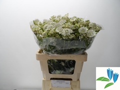 Astrantia Shaggy 55cm