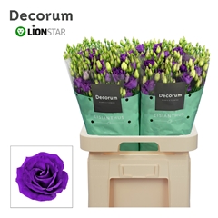 Eustoma Double Rosita Blue 70cm