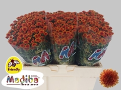 Chrysanth Santini Madiba Orange Tyolo 55cm 34gr.