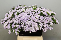 Limonium Sinuatum Tonie Lavender 50cm 25gr.