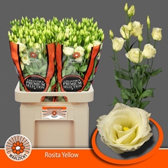 Eustoma Double Rosita Yellow 70cm