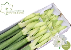 Hippeastrum Mont Blanc 80cm