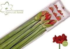 Hippeastrum Ferrari 80cm