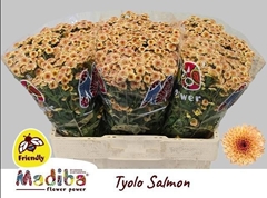 Chrysanth Santini Madiba Tyolo Salmon 50cm 24gr.