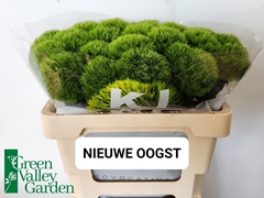 Dianthus Barb Kiwi Mellow 50cm