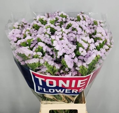 Limonium Sinuatum Tessa Lavender 80cm 60gr.
