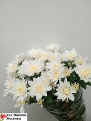 Chrysanth Spray Baltica 70cm 95gr.