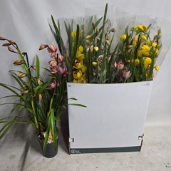 Cymbidium Mixed 14Ø 85cm 2st