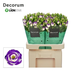 Eustoma Double Rosita Blue Picotee 70cm