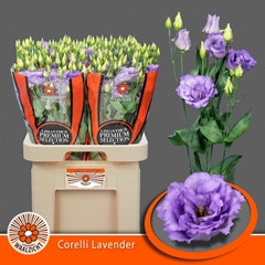 Eustoma Double Corelli Lavender 70cm