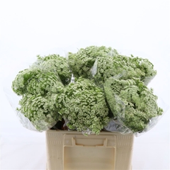 Ammi Visnaga Casablanca 60cm