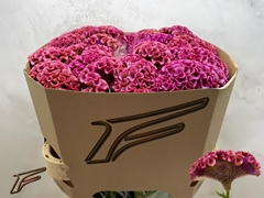 Celosia Lavly 80cm