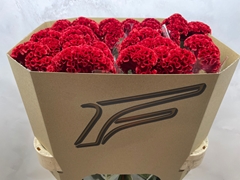 Celosia Argentea Flashing 80cm