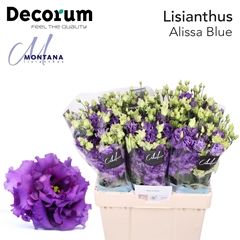 Eustoma Double Alissa Blue 60cm