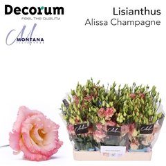 Eustoma Double Alissa Champagne 60cm