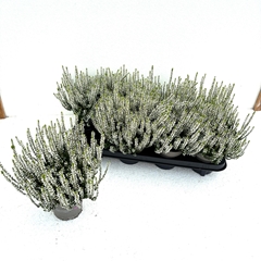 Calluna Garden Girl Alicia 11Ø 20cm