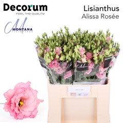 Eustoma Double Alissa Rose Pink 60cm