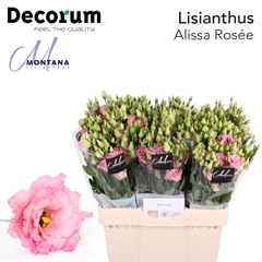 Eustoma Double Alissa Rose Pink 60cm