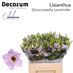 Eustoma Double Stracciatella Lavender 60cm