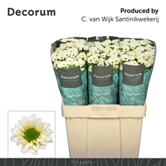 Chrysanth Santini Fabiani White 55cm 44gr.