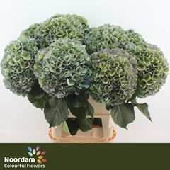 Hydrangea Mammoet Classic 90cm 25-27cm Hd