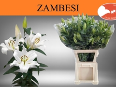 Lily Oriental Zambesi 100cm 6+