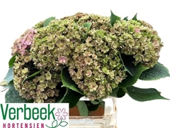 Hydrangea Royal Kiss Classic 60cm 13-15cm Hd