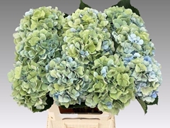 Hydrangea Verena Blue Classic 60cm 18-20cm Hd