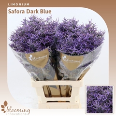 Limonium Safora Dark Blue 70cm 25gr.