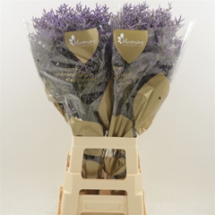 Limonium Safora Dark Blue 80cm 35gr.