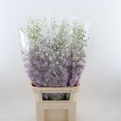 Delphinium Double Delphi's Pink Power 100cm