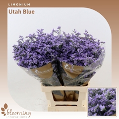 Limonium Utah Blue 70cm 25gr.