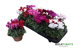 Cyclamen Super Serie Compact 10Ø 22cm
