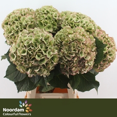Hydrangea Mammoet Classic 100cm 26-28cm Hd