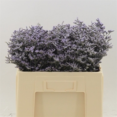 Limonium Safora Lilac 50cm 20gr.