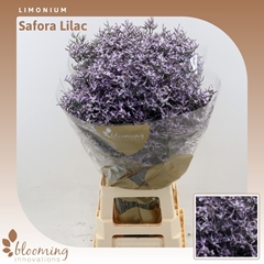 Limonium Safora Lilac 80cm 35gr.