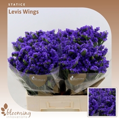 Limonium Sinuatum Levis Wings 60cm 30gr.
