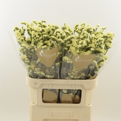 Limonium Sinuatum Glossy Wings 80cm 45gr.