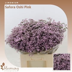 Limonium Safora Oshi Pink 60cm 30gr.