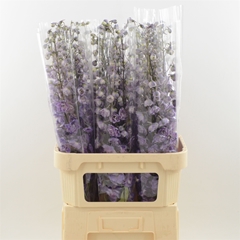 Delphinium Double Dev Mojo Magenta 90cm