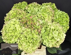 Hydrangea Verena Classic 60cm 16-18cm Hd
