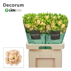 Eustoma Double Alissa Light Apricot 70cm