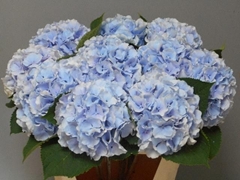 Hydrangea Verena Blue 60cm 16-18cm Hd