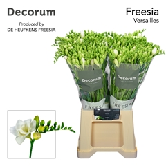 Freesia Double Versailles 50cm 20gr.