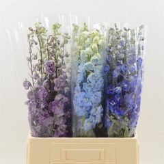 Delphinium Double Mix 60cm