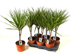 Dracaena 17Ø 60cm