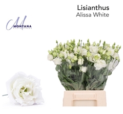 Eustoma Double Alissa White 45cm