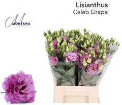 Eustoma Double Celeb Grape 45cm