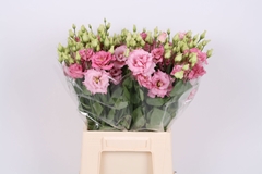 Eustoma Double Chaconne Soft Pink 45cm