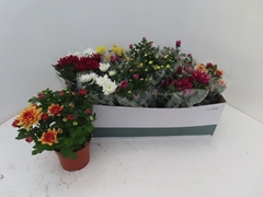 Chrysanth Mix 6 Mix 12Ø 25cm